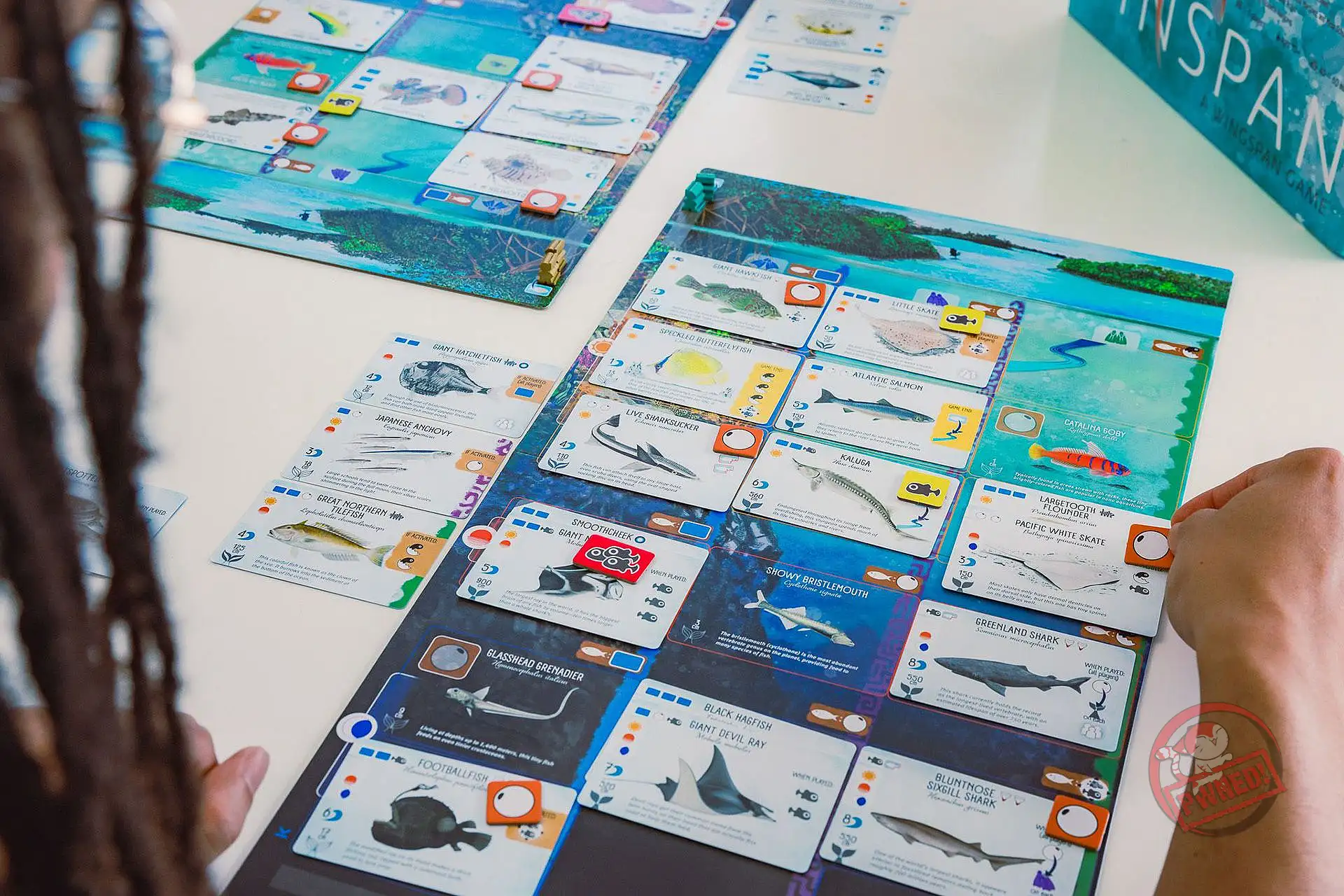 Finspan (New) | Buy from Pwned Games with confidence. | Board & Card Games